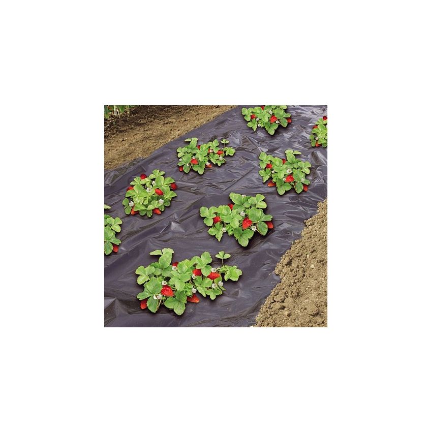 Film de paillage micro-perforé spécial fraises 1,40 x 10 m