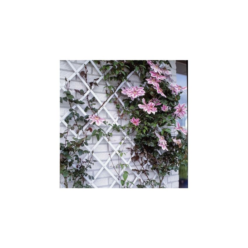 Treillis extensible en plastique blanc 100 x 200 cm