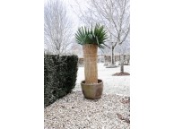 Paillon en Paille de Riz Cousue 1 x 1.5 m