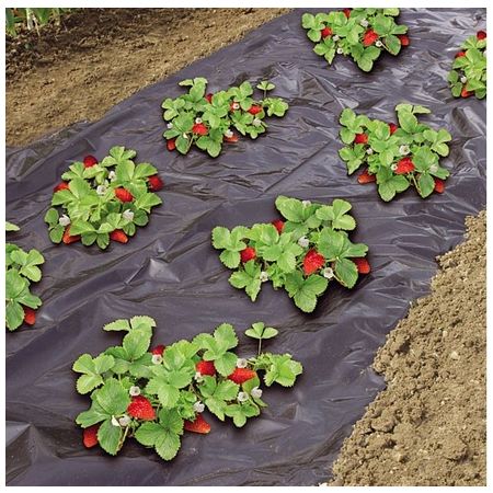 Film de paillage micro-perforé spécial fraises 1,40 x 10 m