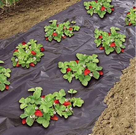 Film de paillage micro-perforé spécial fraises 1,40 x 10 m